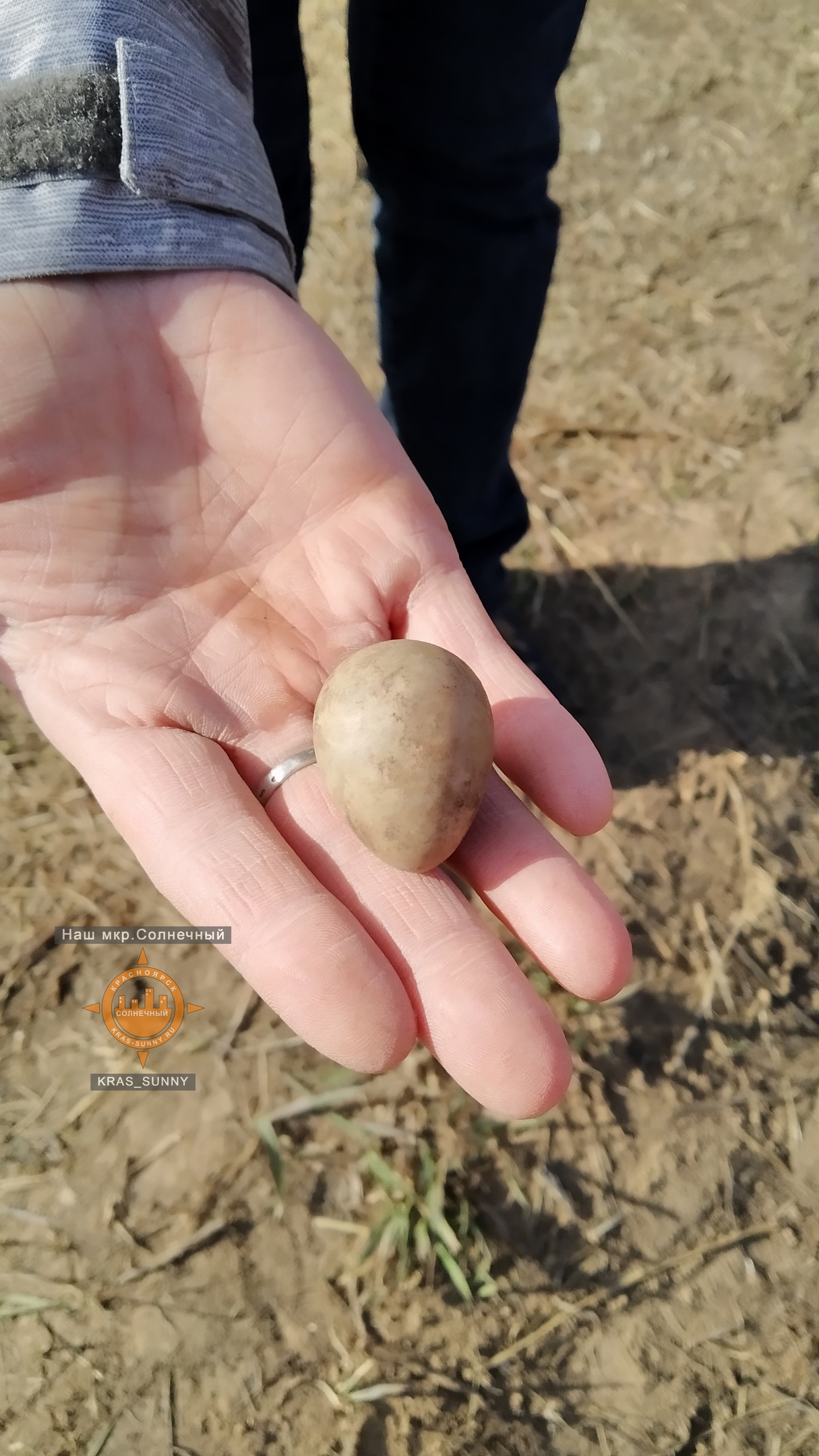 Древнее яйцо нашли в СОлнечном